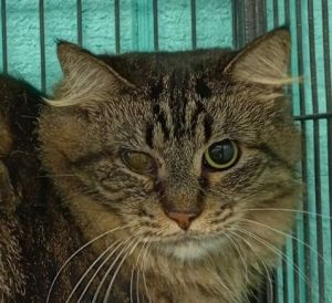 Jewel, Adult Female Domestic Long Hair