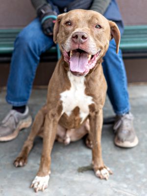 Superb, Adult Male Mixed Breed