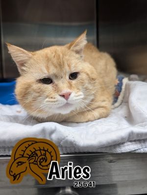 Aries is the definition of a classic Tomcat - chubby cheeks rugged charm and a look in his eyes 