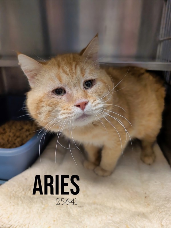 Aries