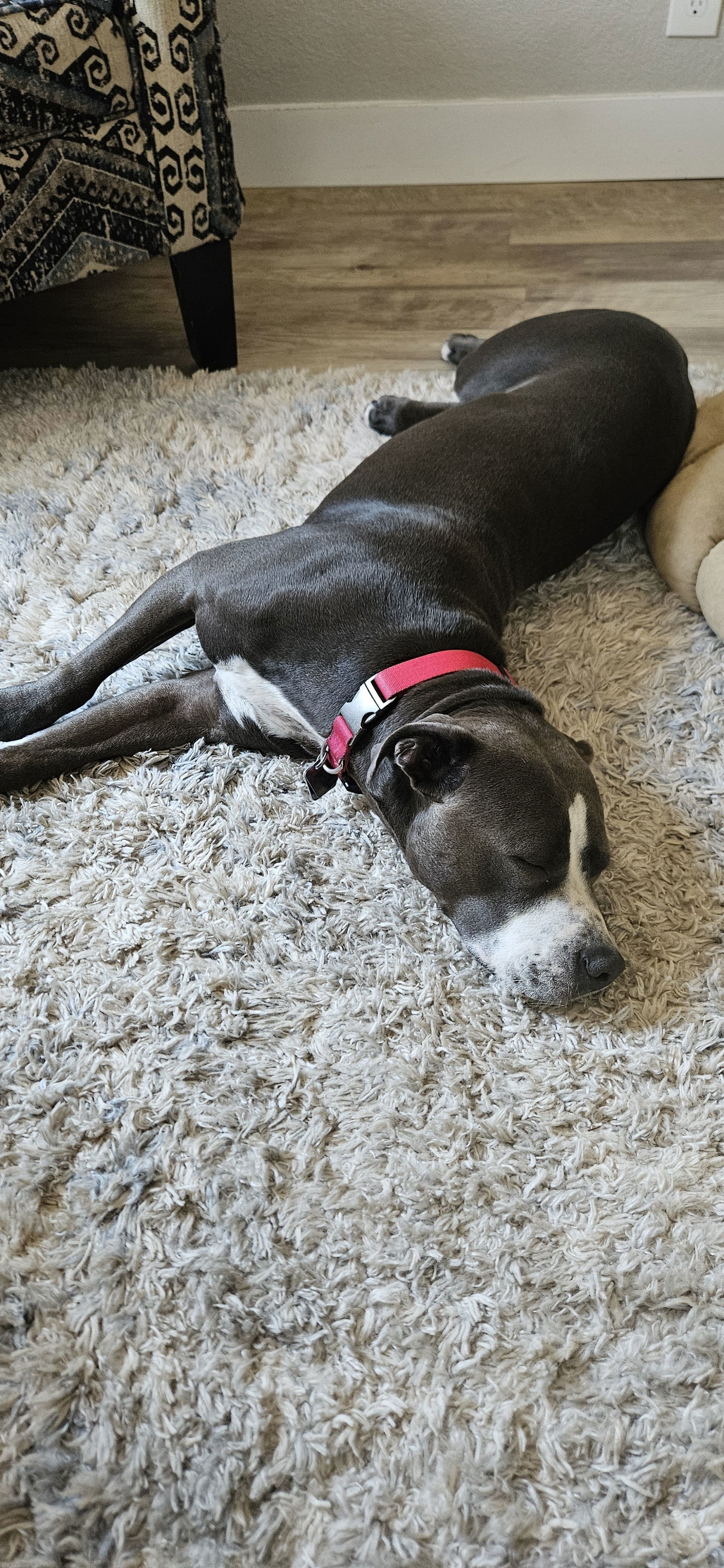 Keto Sponsored Adoption Fee, an adoptable Pit Bull Terrier in Evergreen, CO, 80437 | Photo Image 1