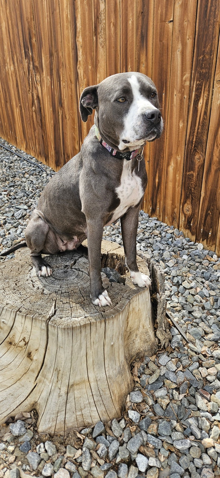 Keto Sponsored Adoption Fee, an adoptable Pit Bull Terrier in Evergreen, CO, 80437 | Photo Image 2