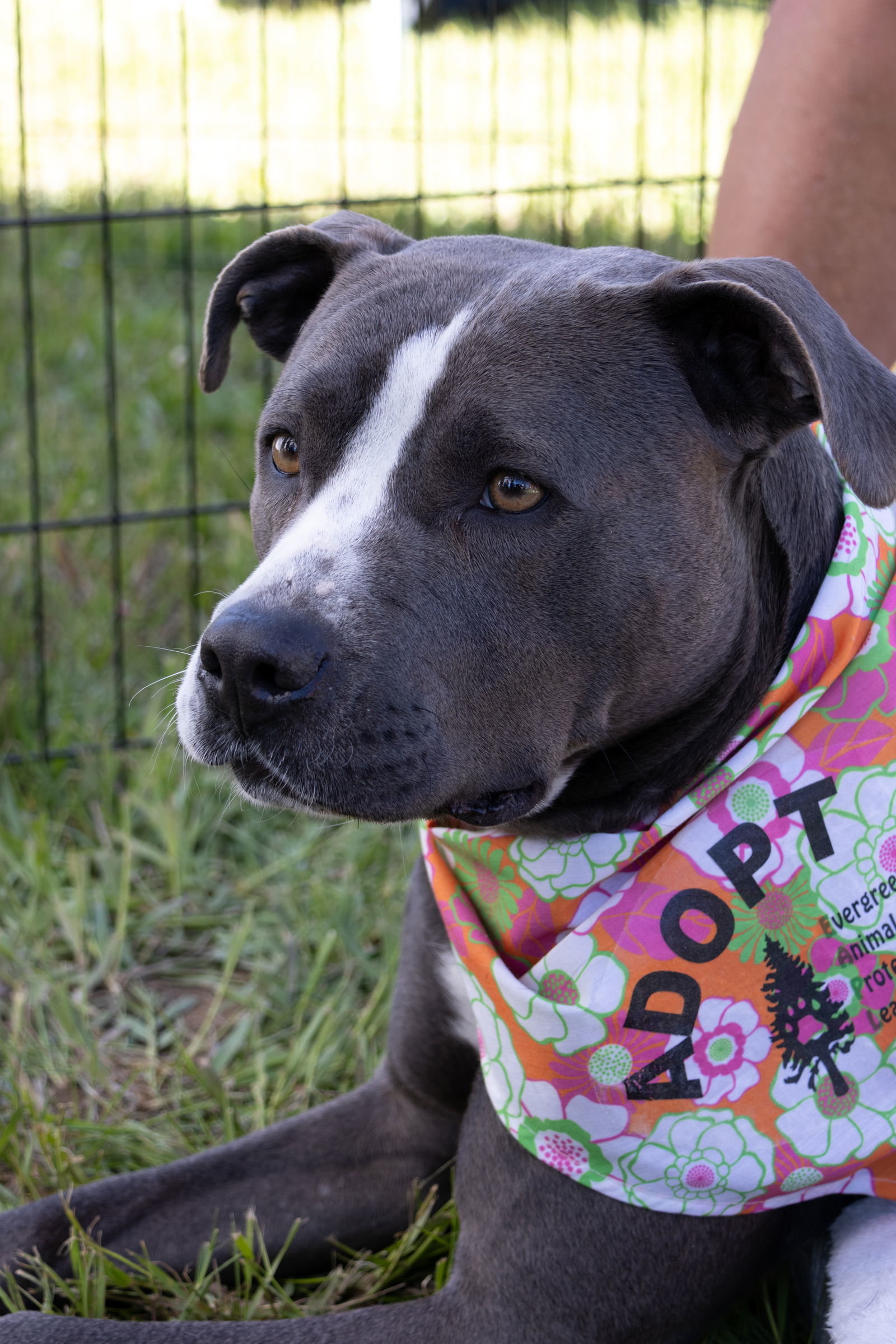 Keto Sponsored Adoption Fee, an adoptable Pit Bull Terrier in Evergreen, CO, 80437 | Photo Image 3
