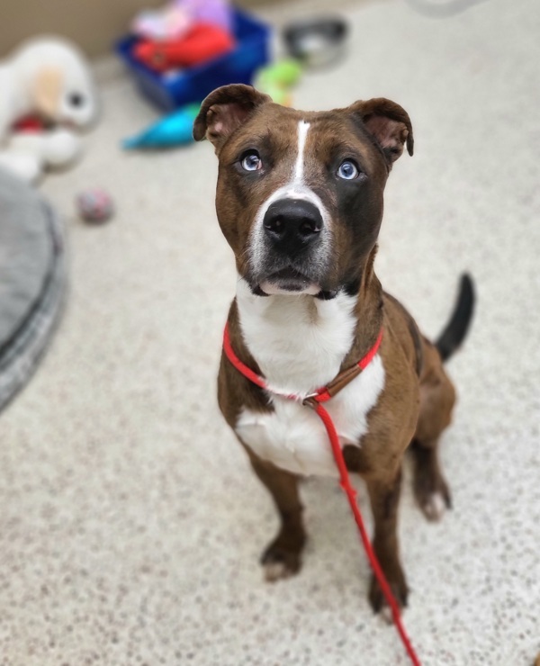 Levi 43546, an adoptable Pit Bull Terrier, Catahoula Leopard Dog in Pocatello, ID, 83205 | Photo Image 1