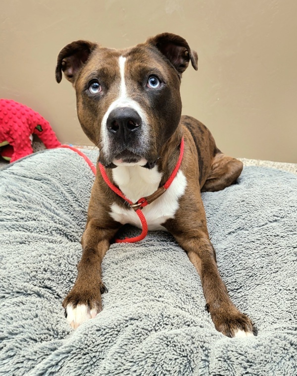 Levi 43546, an adoptable Pit Bull Terrier, Catahoula Leopard Dog in Pocatello, ID, 83205 | Photo Image 2