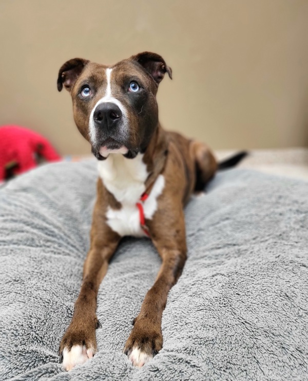 Levi 43546, an adoptable Pit Bull Terrier, Catahoula Leopard Dog in Pocatello, ID, 83205 | Photo Image 3