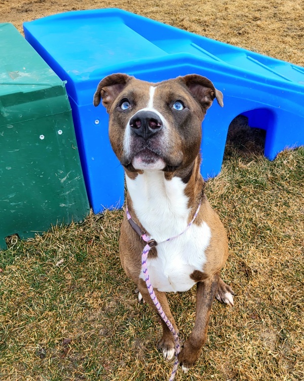 Levi 43546, an adoptable Pit Bull Terrier, Catahoula Leopard Dog in Pocatello, ID, 83205 | Photo Image 4