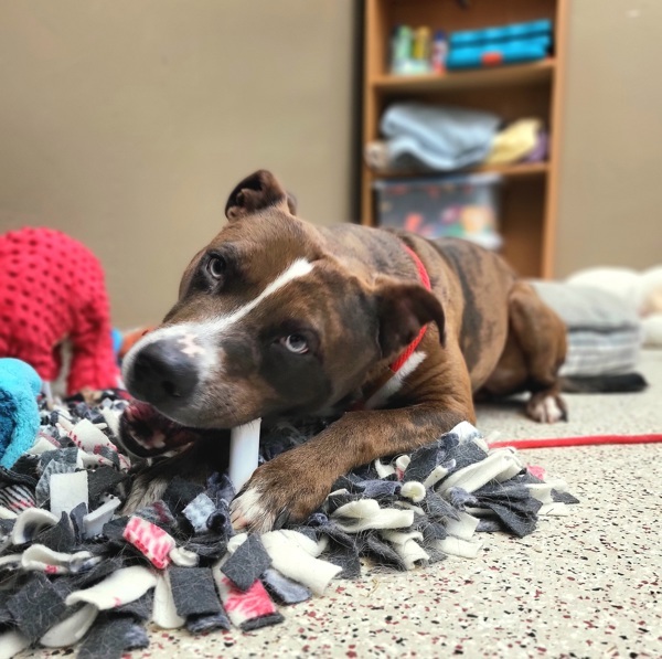 Levi 43546, an adoptable Pit Bull Terrier, Catahoula Leopard Dog in Pocatello, ID, 83205 | Photo Image 5
