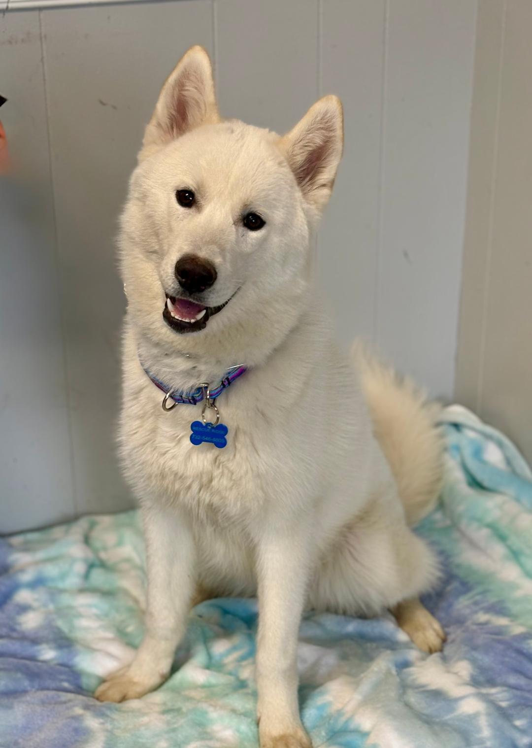 Casper, an adoptable Samoyed in Spring Lake, NJ, 07730 | Photo Image 1