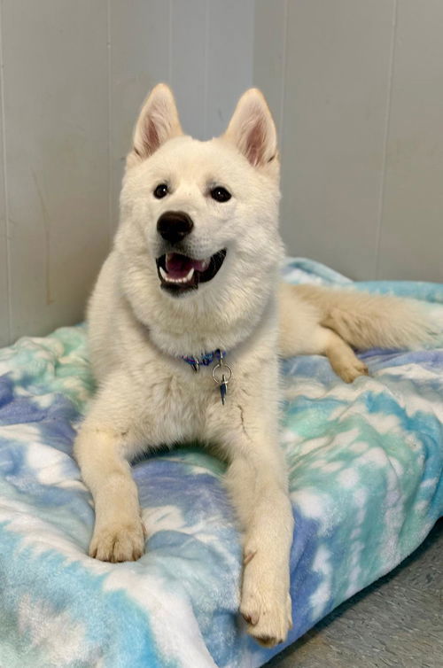 Casper, an adoptable Samoyed in Spring Lake, NJ, 07730 | Photo Image 2