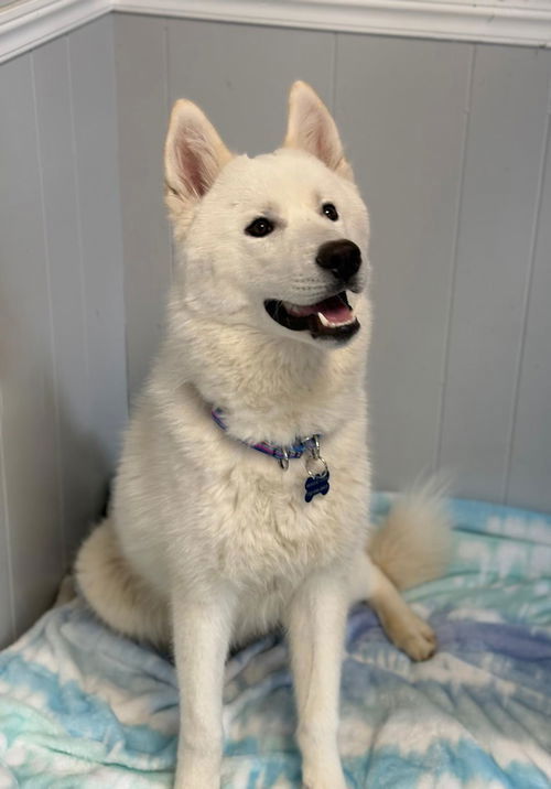 Casper, an adoptable Samoyed in Spring Lake, NJ, 07730 | Photo Image 3