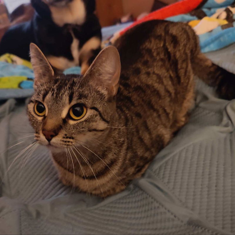 Sassy, an adoptable Tabby, Domestic Short Hair in Pineville, LA, 71361 | Photo Image 1