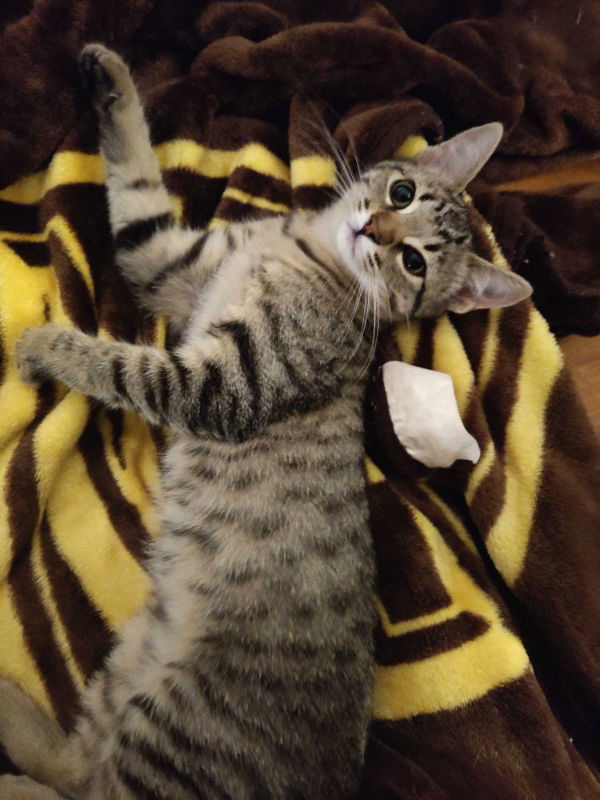 Sassy, an adoptable Tabby, Domestic Short Hair in Pineville, LA, 71361 | Photo Image 2