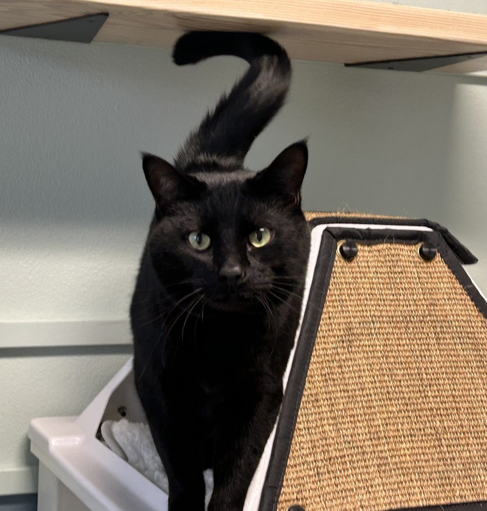 Jeff, an adoptable Domestic Short Hair in Eastsound, WA, 98245 | Photo Image 1