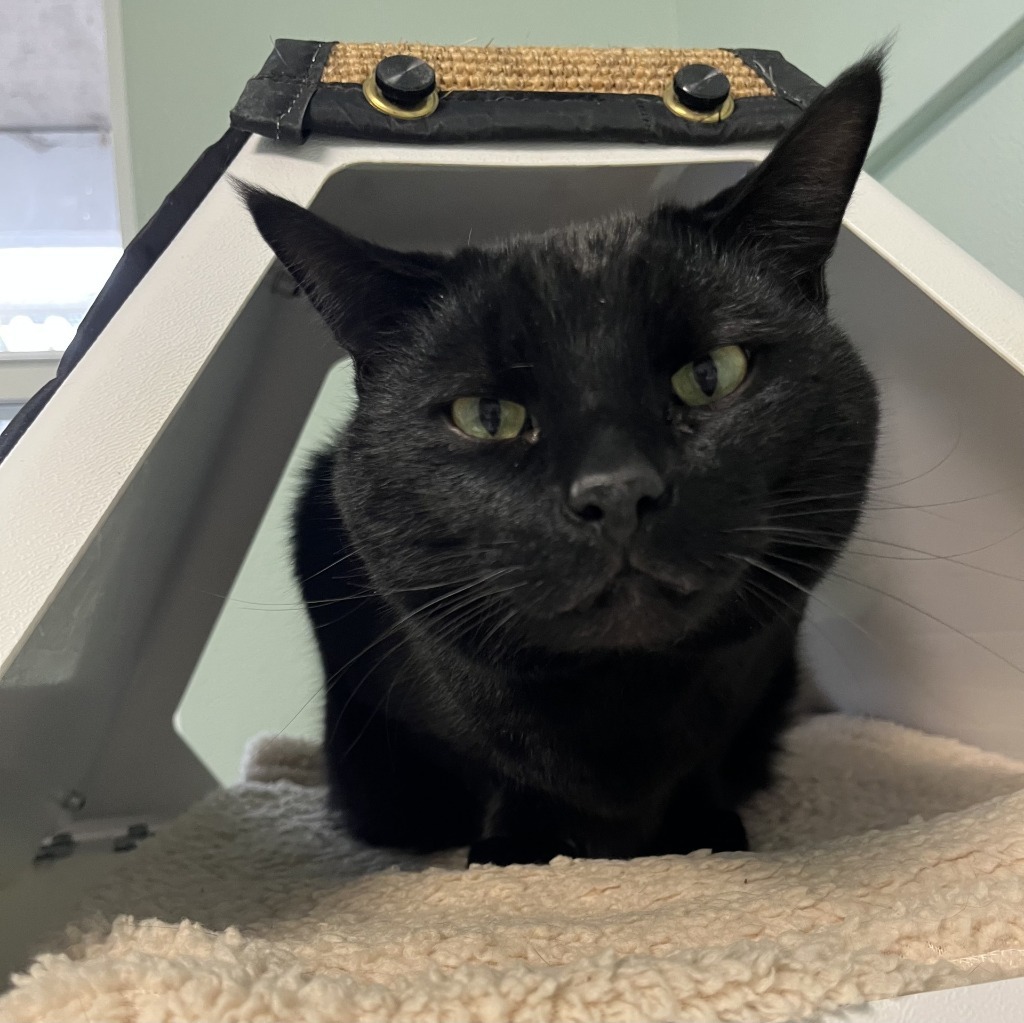 Jeff, an adoptable Domestic Short Hair in Eastsound, WA, 98245 | Photo Image 2