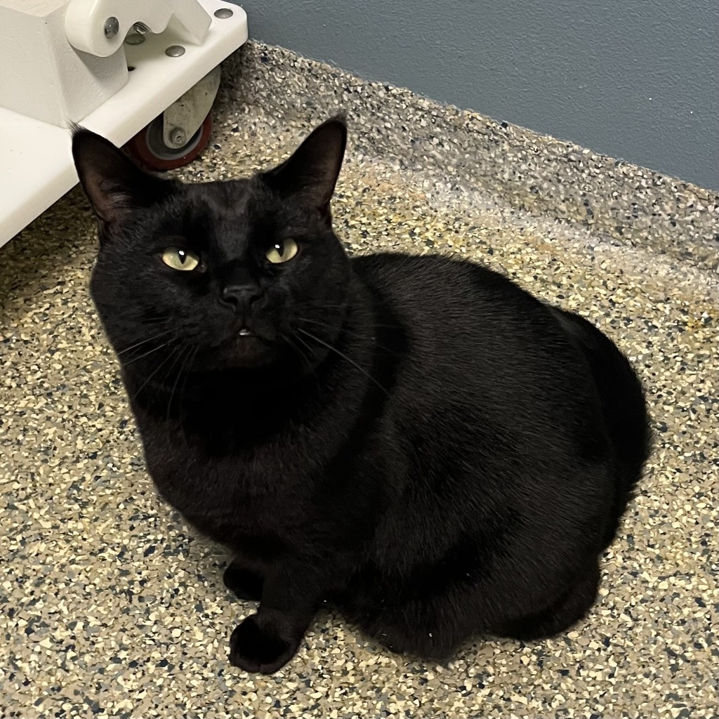 Jeff, an adoptable Domestic Short Hair in Eastsound, WA, 98245 | Photo Image 3