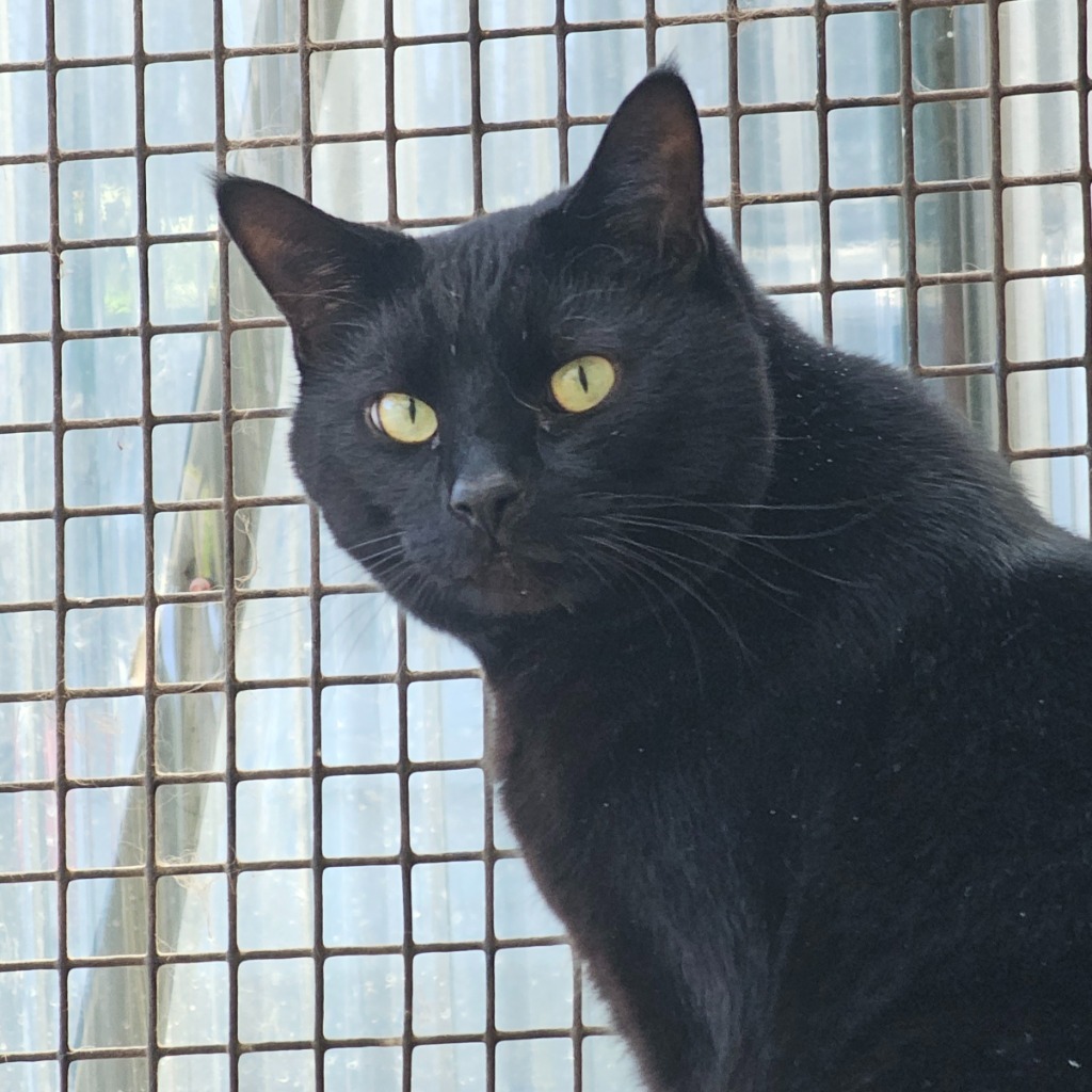 Jeff, an adoptable Domestic Short Hair in Eastsound, WA, 98245 | Photo Image 4