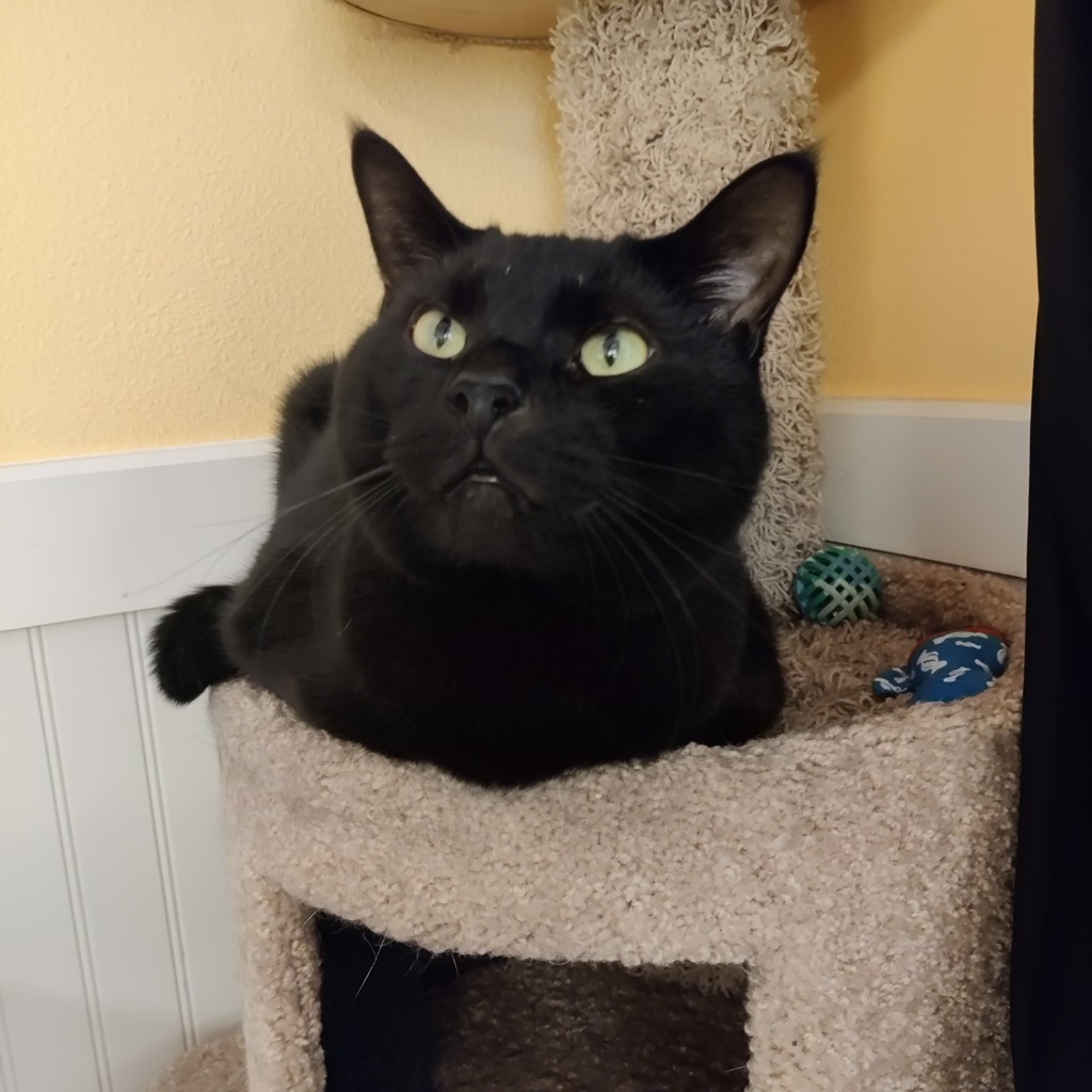 Jeff, an adoptable Domestic Short Hair in Eastsound, WA, 98245 | Photo Image 5