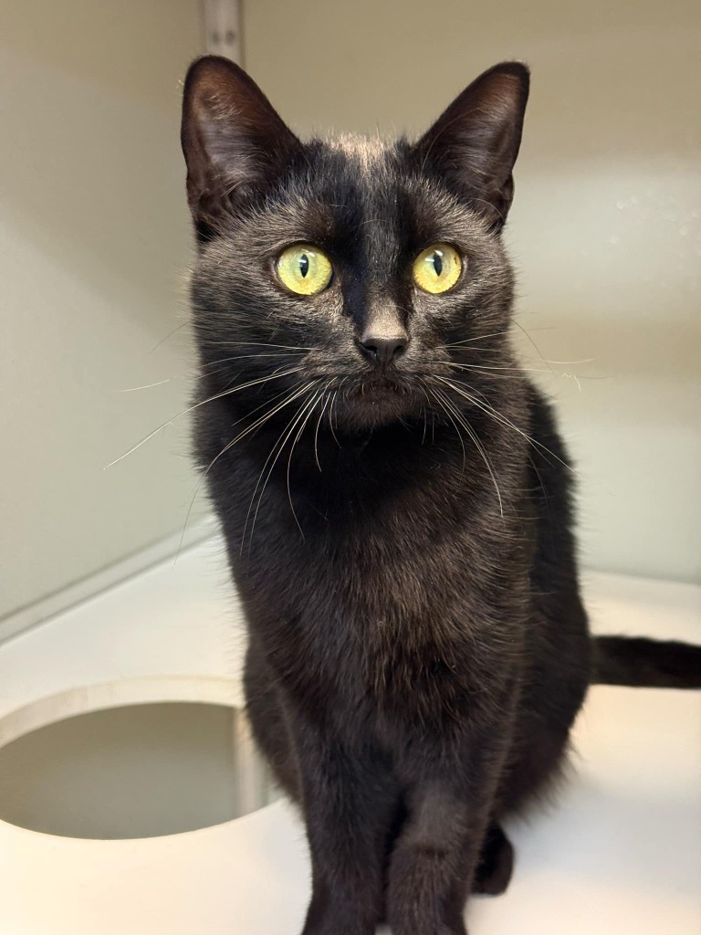 Binxie, an adoptable Domestic Short Hair in Kodiak, AK, 99615 | Photo Image 3