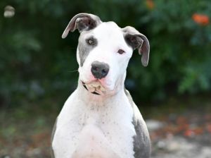 CHICO, Senior Male American Staffordshire Terrier