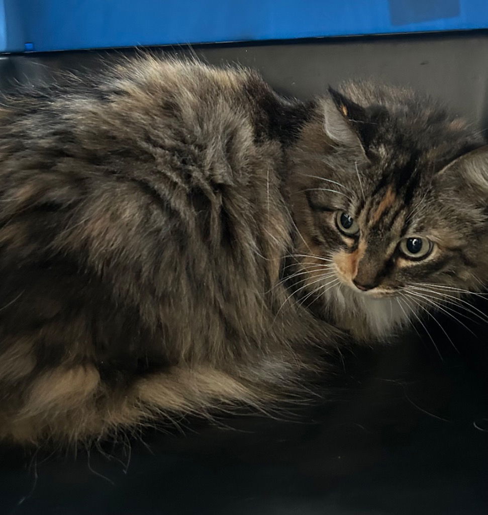 Snickers, an adoptable Domestic Long Hair in Emmett, ID, 83617 | Photo Image 1