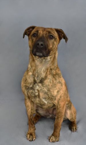 Meet Pepper the sweet and spunky Pit Mix with a love for dancing thats as big as her heart Are