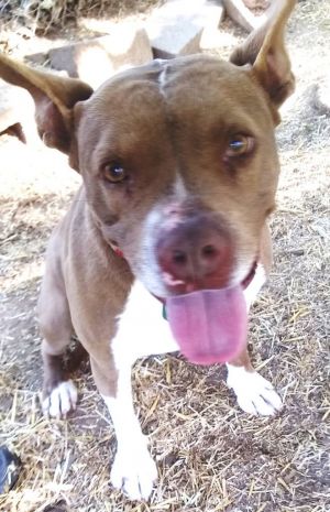 Holly, Young Female American Staffordshire Terrier
