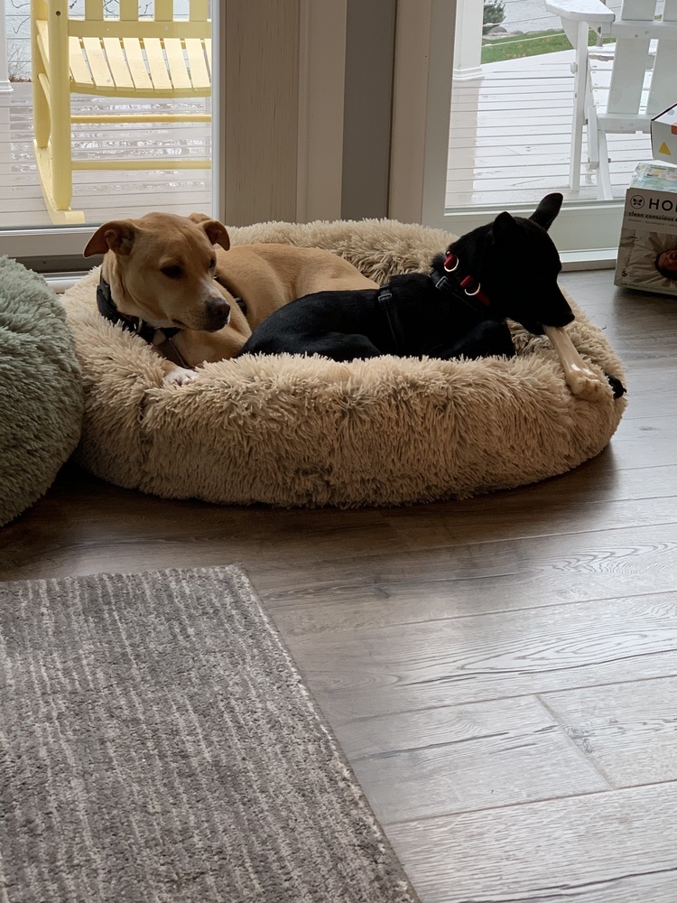 Cheerful Charlie and Magnificant Millie
