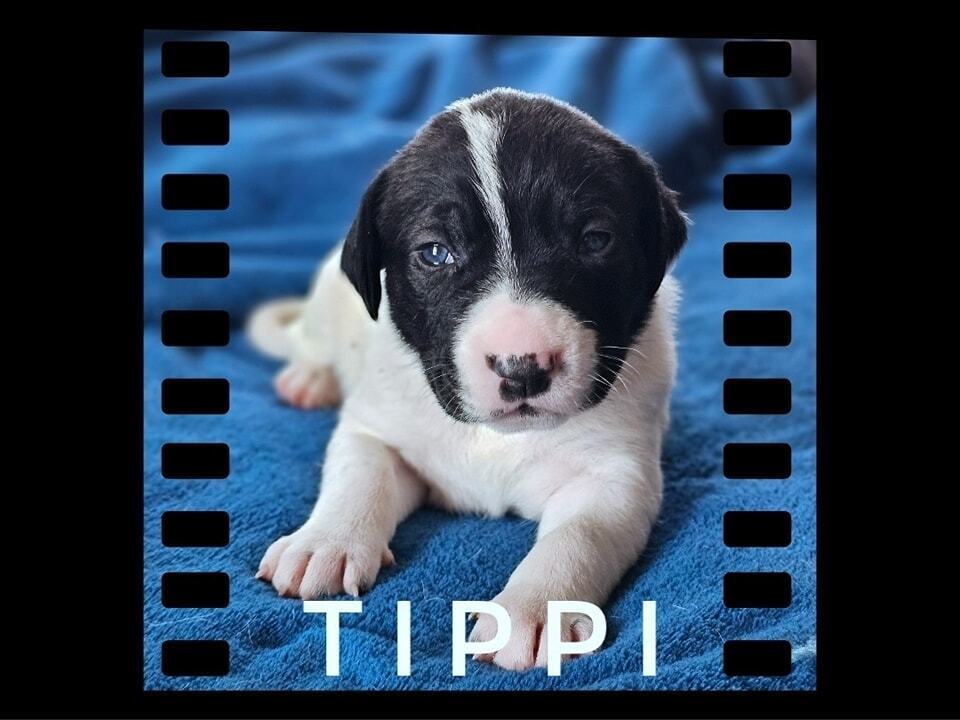 Tippi