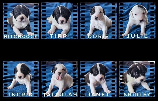 Tippi