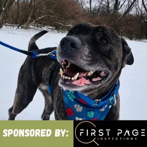 Parker, Adult Male Mixed Breed
