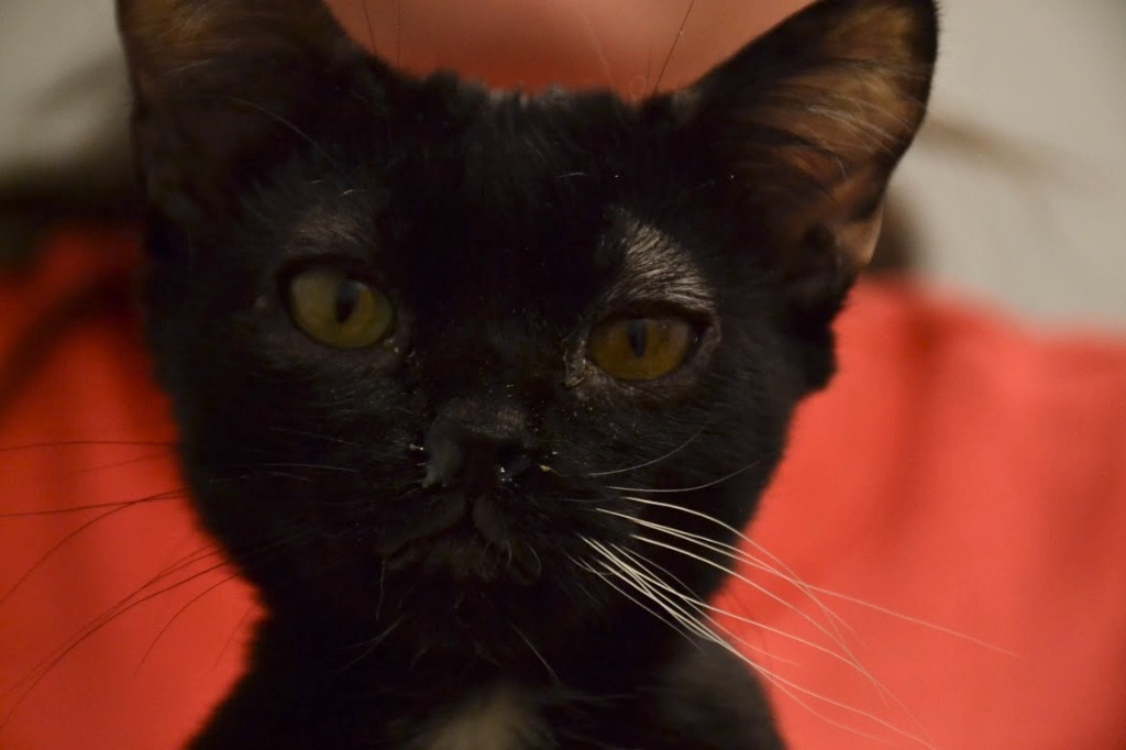 Jingle, an adoptable Domestic Short Hair in Heber City, UT, 84032 | Photo Image 1