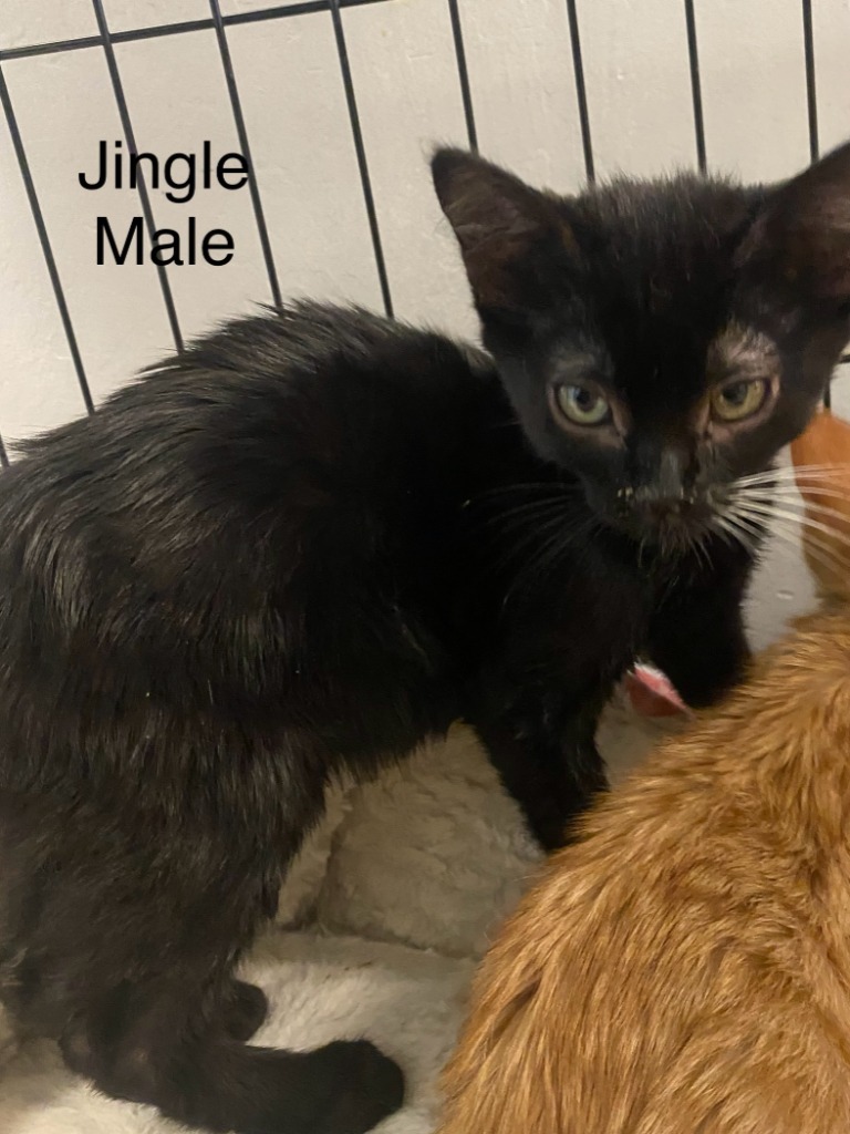 Jingle, an adoptable Domestic Short Hair in Heber City, UT, 84032 | Photo Image 2