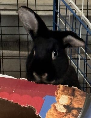 Nile, Young Female Holland Lop