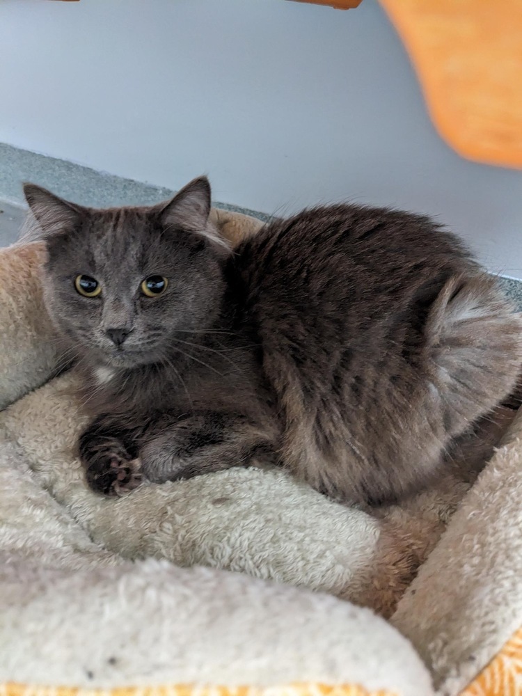 Bretton, an adoptable Domestic Long Hair, Domestic Medium Hair in Trenton, ME, 04605 | Photo Image 1