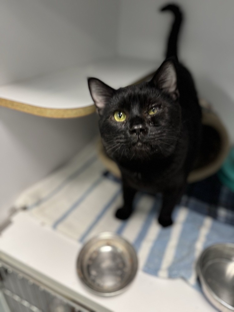 Morpheus, an adoptable Domestic Short Hair in Trenton, ME, 04605 | Photo Image 1
