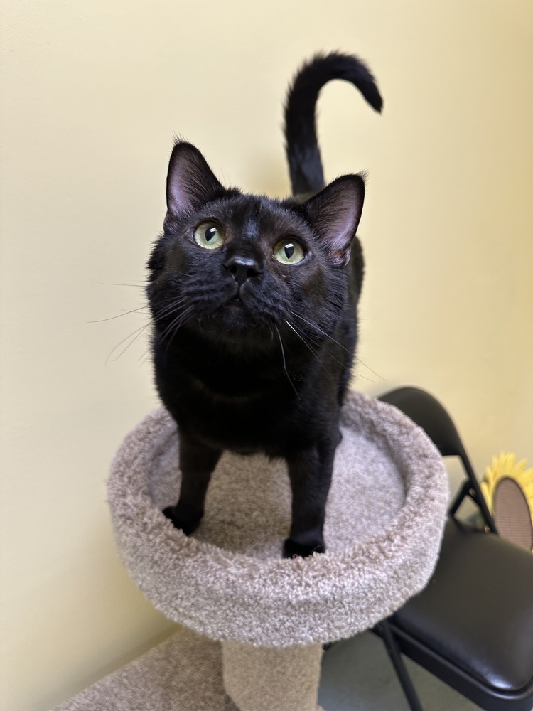 Morpheus, an adoptable Domestic Short Hair in Trenton, ME, 04605 | Photo Image 1