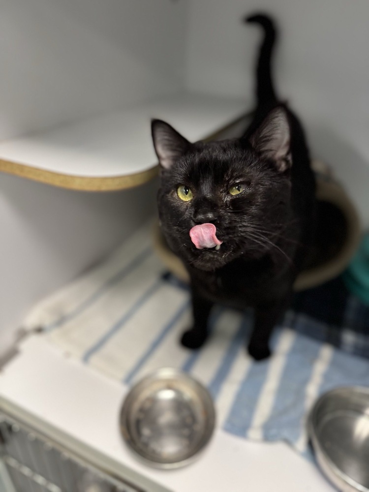 Morpheus, an adoptable Domestic Short Hair in Trenton, ME, 04605 | Photo Image 2