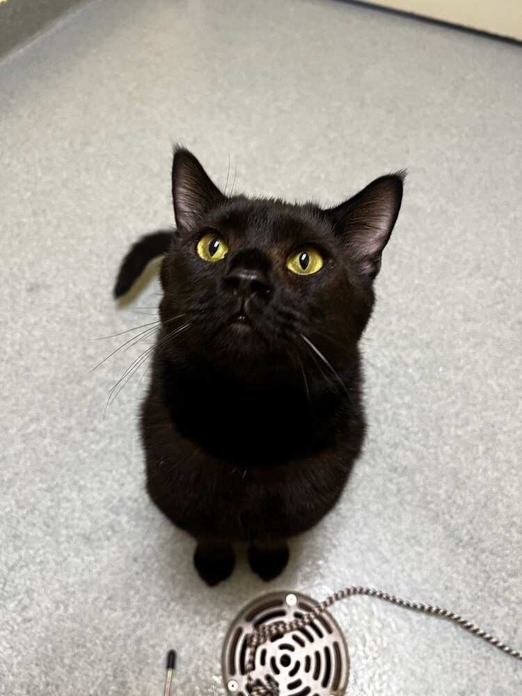 Morpheus, an adoptable Domestic Short Hair in Trenton, ME, 04605 | Photo Image 2