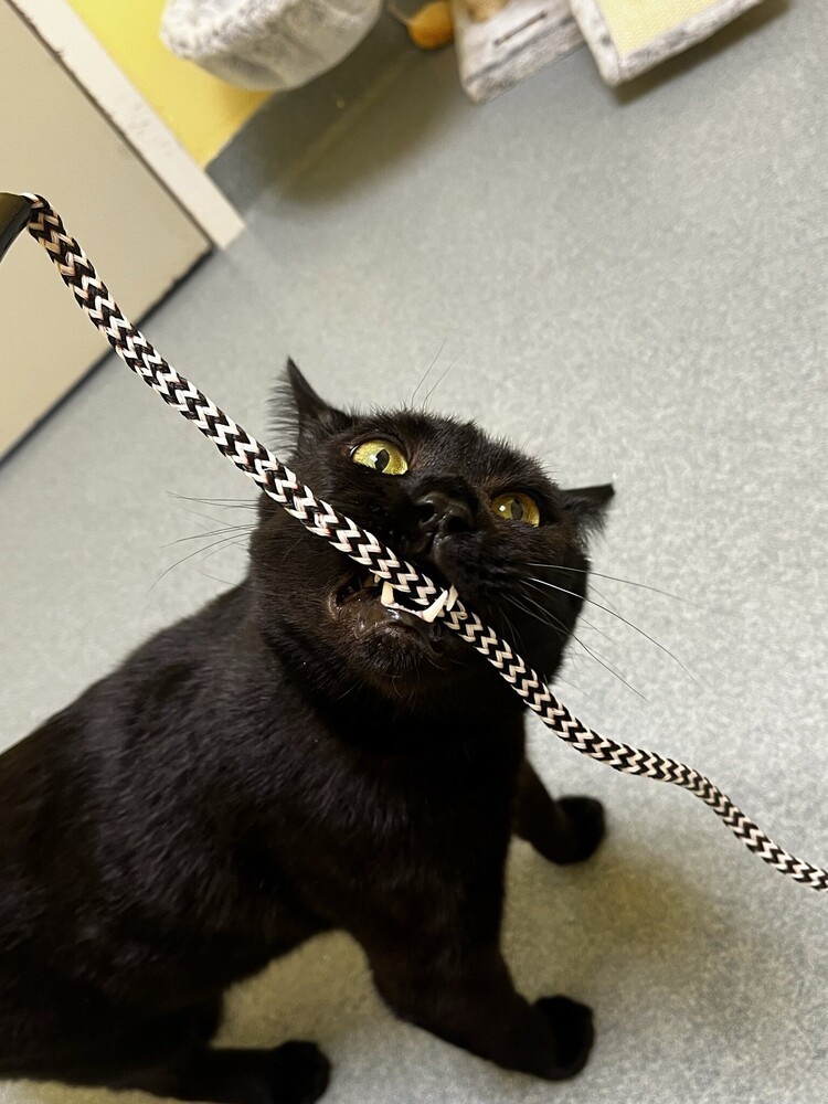 Morpheus, an adoptable Domestic Short Hair in Trenton, ME, 04605 | Photo Image 3