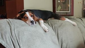 Finn - fostered in Topeka area, Adult Male Beagle