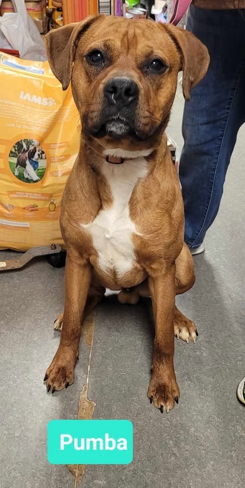 Pumba