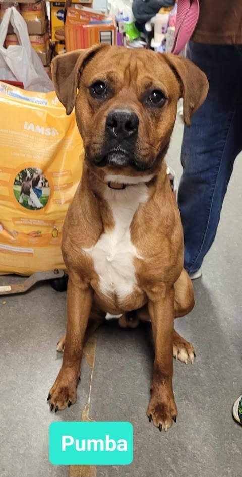 Pumba