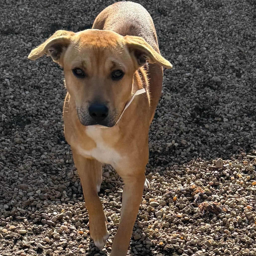 Firefly MISS PERFECT, an adoptable Feist, Terrier in Parrish, AL, 35580 | Photo Image 2
