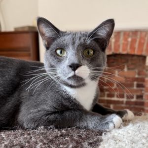 Arthur, Young Male Domestic Short Hair