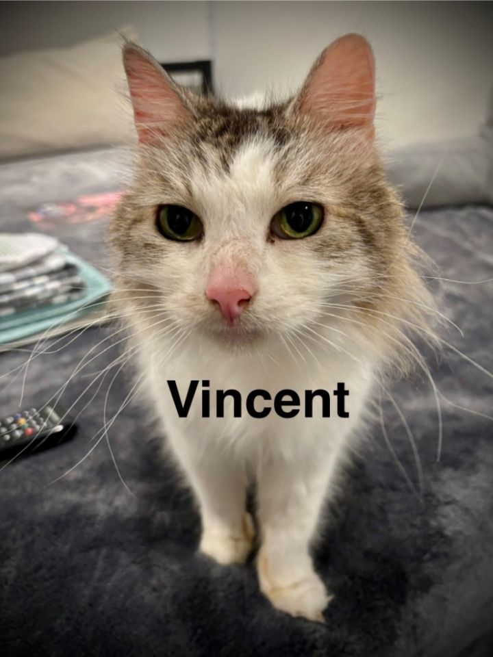 Vincent 1