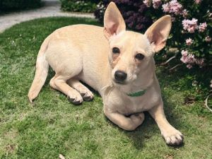 Tinkerbell, Young Female Chihuahua