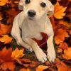 Tinkerbell photo 2