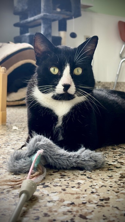 Gato, an adoptable Domestic Short Hair in Pendleton, OR, 97801 | Photo Image 1
