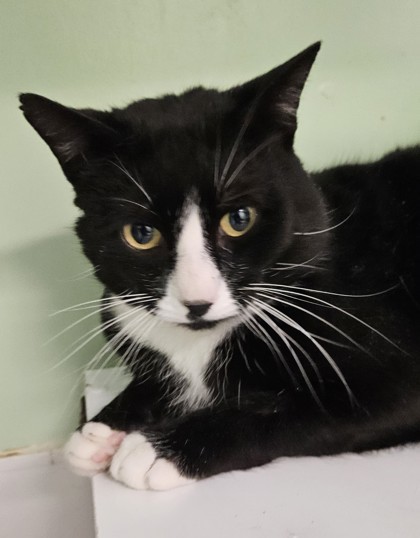 Gato, an adoptable Domestic Short Hair in Pendleton, OR, 97801 | Photo Image 2